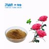 camellia extract powder cosmetic grade